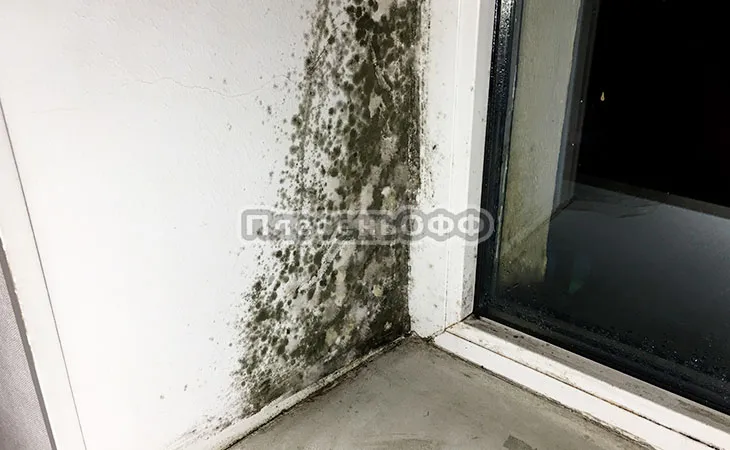 Фото до удаления плесени