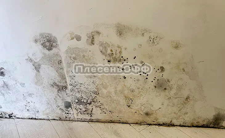 Фото до удаления плесени