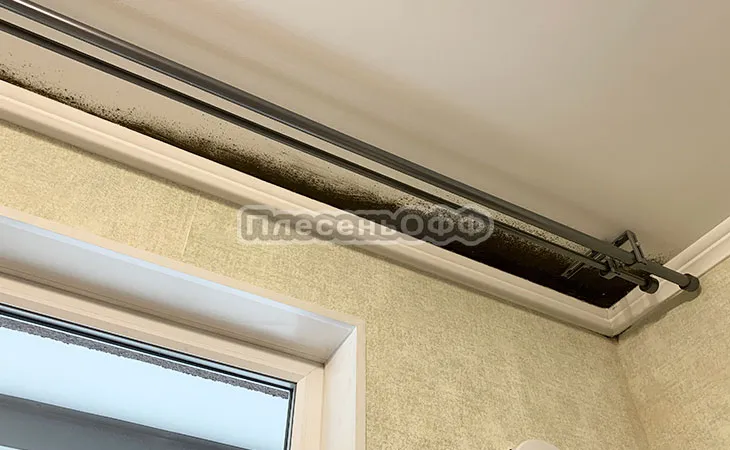 Фото до удаления плесени