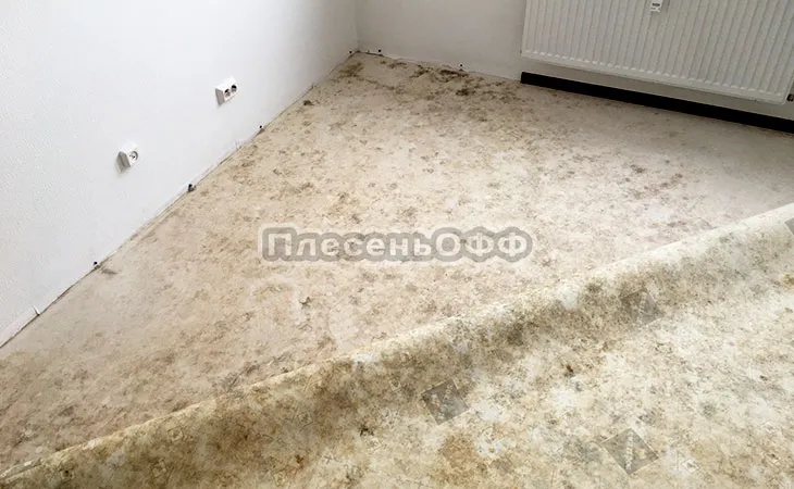 Фото до удаления плесени