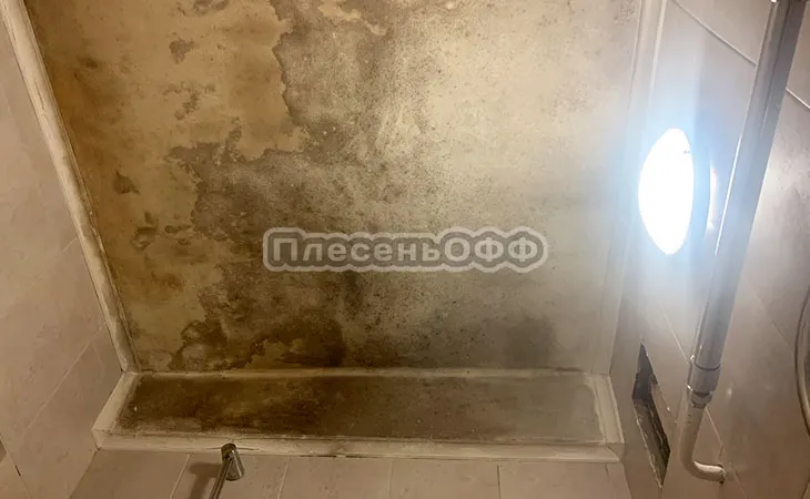 Фото до удаления плесени